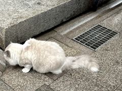 -龙华寺