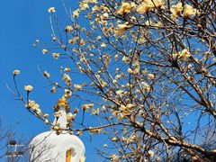 -护国法轮寺