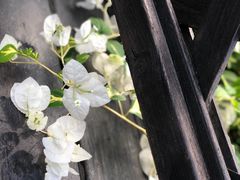 -胡里山炮台
