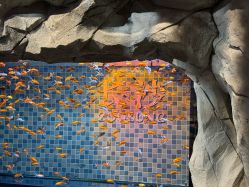 -Zoolung Zoolung动物主题公园(海信广场店)