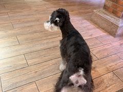 -more than meow吴止猫主题餐厅(承德 中船汇店)