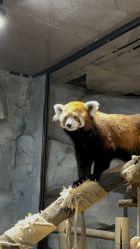 -Zoolung Zoolung动物主题公园(海信广场店)