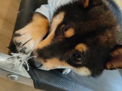 -南京Hallo宠物乐园·哈罗犬舍·柴犬繁育基地