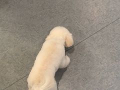 -奈斯宠物医院·核磁CT·异宠专科·内镜(中南店)