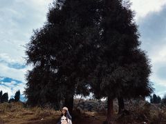 -武陵山森林公园