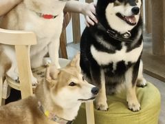 -柴迷FANS CLUB·柴犬狗咖·猫咖