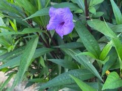 -花竹村