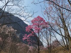 -九皇山景区