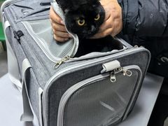 -宠颐生宠物医院·异宠猫科内科·诊疗中心宠巢店