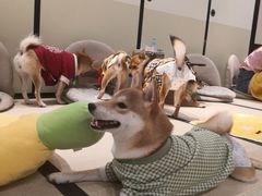 -逗柴咖啡屋·狗咖猫咖宠物桌游