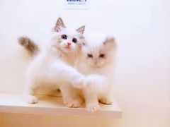 -十年猫舍·猫咪专门店(普陀店)