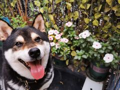 -柴犬高等学院·狗咖·柴犬售卖·宠物训练