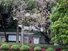 -荔湾湖公园