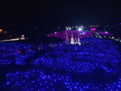 -大塘金香草谷