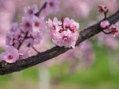 -白塘生态植物园