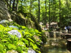 -牛背梁国家森林公园