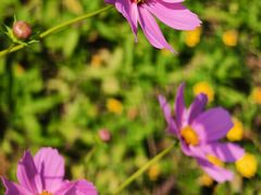 -济南国际园博园