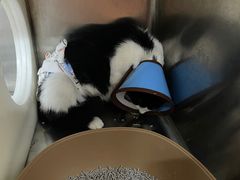 -御宝贝·A梦猫科宠物医院(国际猫友好医院)