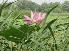 -西青郊野公园