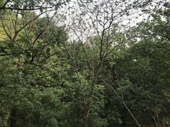 -北京鹫峰国家森林公园