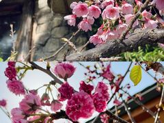 -观澜山水田园