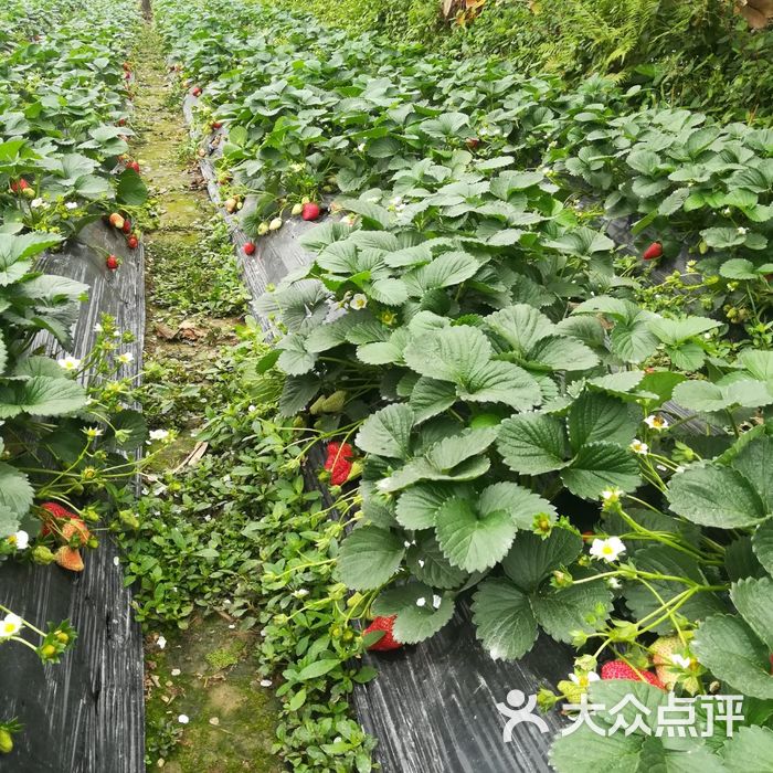 古港草莓园