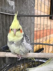 -木北造型