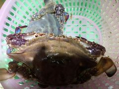 -港畔赶海蒸汽海鲜烧烤自助(仙螺岛店)