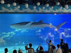 -烟台海昌鲸鲨海洋公园