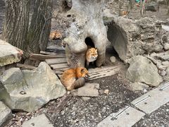 -宫城藏王狐狸村