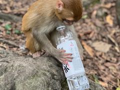 -黔灵山公园