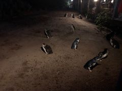 -企鹅岛