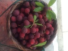 -西山樟坞健康果园枇杷杨梅采摘