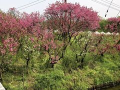 -南汇桃花村
