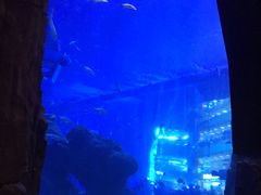 -成都浩海立方海洋公园