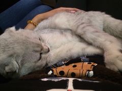 Mikaku-MIKAKU(万达广场上海宝山店)