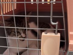-瑞派康怡24h宠物医院·犬猫医疗中心·微创绝育(瑞景分院)