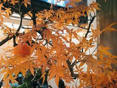 -荷塘秋月·本帮江浙菜(国权路店)