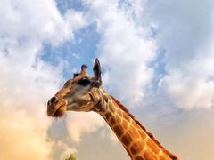 -泉州海丝野生动物世界