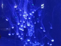 -青岛海底世界-水族馆