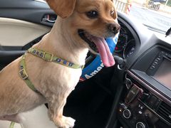 -熊小胖宠物生活馆(天华园店)