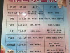 -老袁家蜜桃农场·阳山水蜜桃