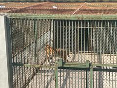 -合肥野生动物园