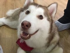-Husky Go! 哈士奇体验馆·宠物咖啡厅狗咖