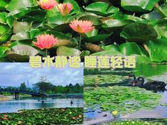 -上海辰山植物园