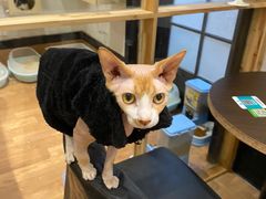 -猫色咖啡·猫咖