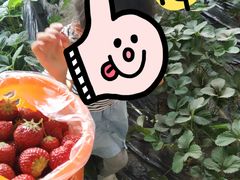 -大自然农场蔬菜草莓采摘园