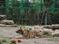 -上海野生动物园老虎餐厅
