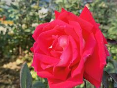 -北京植物园-展览温室