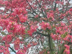 -东莞植物园